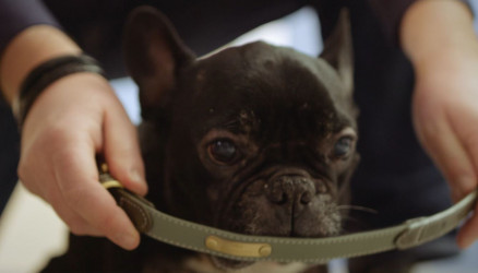 Lasergravur Hundehalsband 2